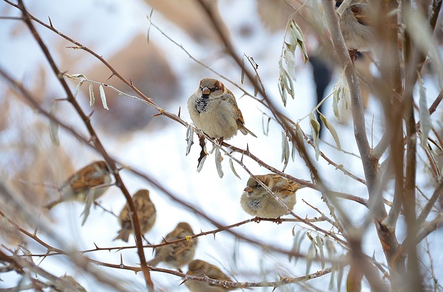Vogelfütterung im Hausgarten - Gartenstars Schönlau